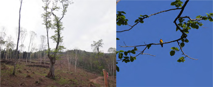 わずかな広葉樹の大きな役割を検証　人工林内の広葉樹の保持が効率的に鳥類を保全
