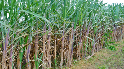 再生農業の手法を用いたサトウキビ栽培　タイで開始　サントリー