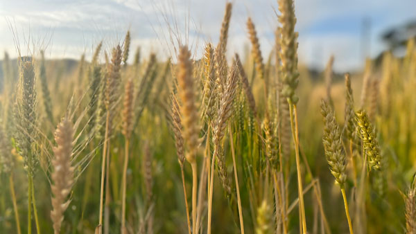 農薬化学肥料を使用せずに栽培した収穫前の「大麦」