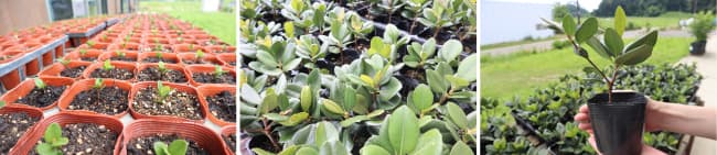 発芽まで約1年、東松島産のカキ殻を加工した酸性土壌改良材と住友林業緑化が生産した堆肥で育苗