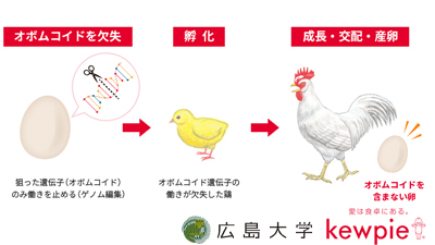 アレルギー低減卵の安全性確認　広島大と共同研究　キユーピー