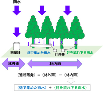 図1：林外雨と林内雨の測定。林外雨から林内雨を引き算したものが遮断蒸発。林内雨は、樋で集めた雨水と幹を伝って流れ下る雨水からなる