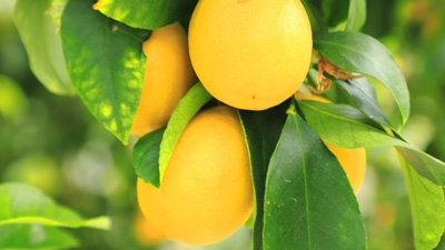 クボタと食・農業を通じた取り組み開始　北海道でレモンの苗木栽培　ポッカサッポロ