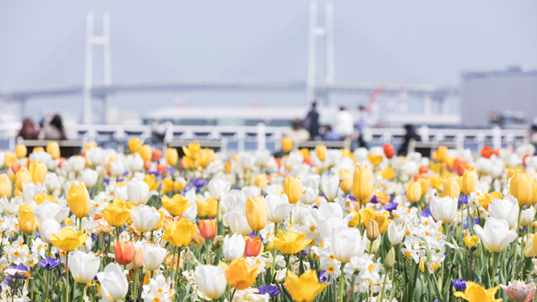 「よこはま花と緑のスプリングフェア」2023　7日から開催　横浜市