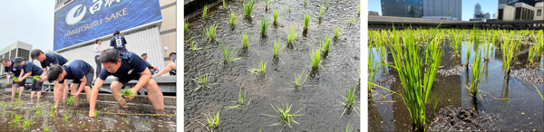 5月24日の田植え