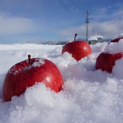 雪中貯蔵りんご