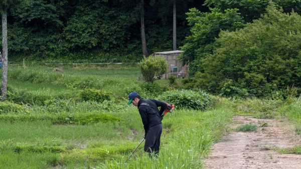 草刈り機で雑草を刈り取り