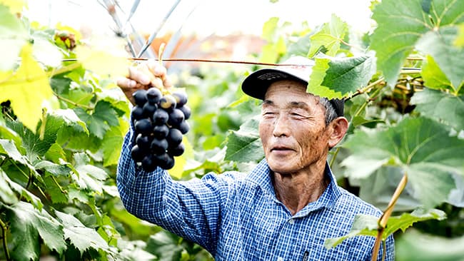 収穫した藤稔を手にするぶどう生産者の竹村さん