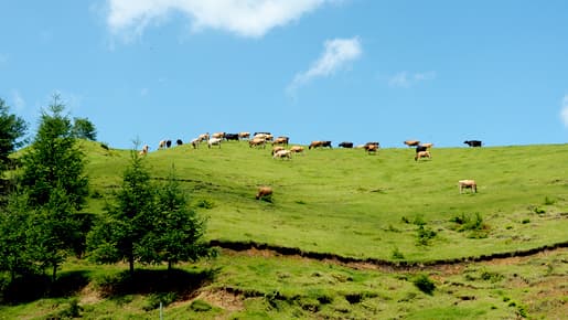 山なり、自然なりの環境を活用する「山地酪農」