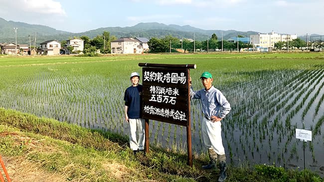 特別栽培米の五百万石を栽培するほ場