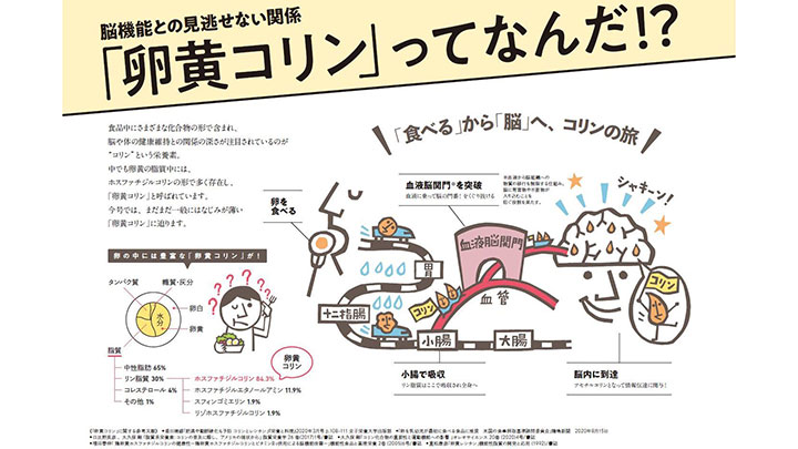 脳機能との見逃せない関係とは「卵黄コリン」に迫る　キユーピー通信