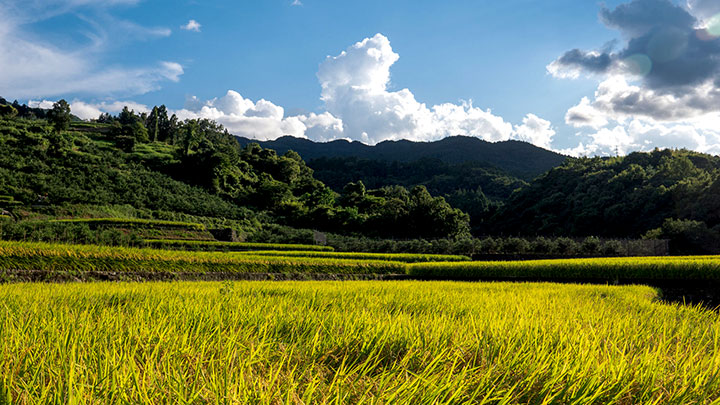 佐那河内村の田園風景