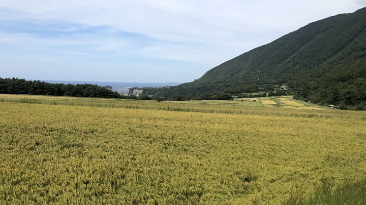 使用するお米は福井県永平寺町と南菅生町の中山間地で栽培