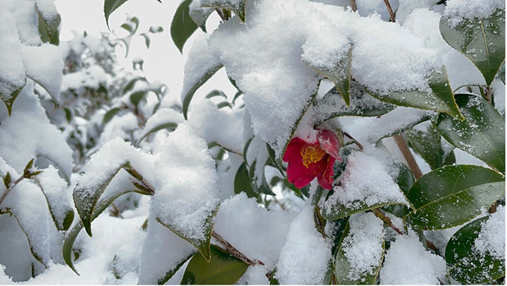 雪が降る厳しい冬にも花を咲かせる五島の椿