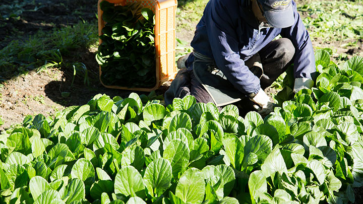 ソーラーパネルの下で栽培される野菜「ソラベジ」