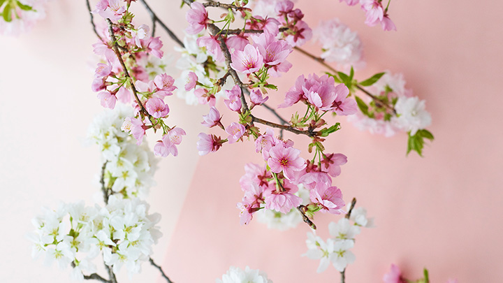 桜の蕾から満開まで楽しむ 自宅でお花見を提案 青山フラワーマーケット ニュース 流通 Jacom 農業協同組合新聞