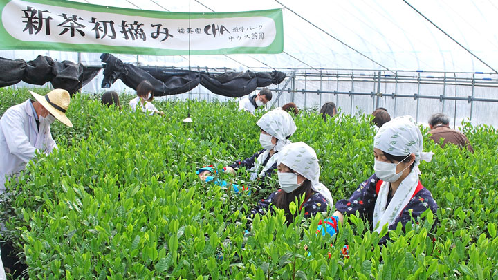 昨年の茶摘み風景