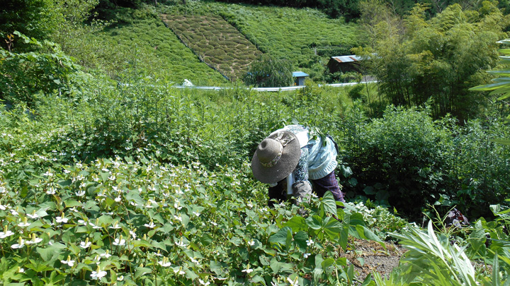 伊吹山の麓で自生するどくだみなどを使用