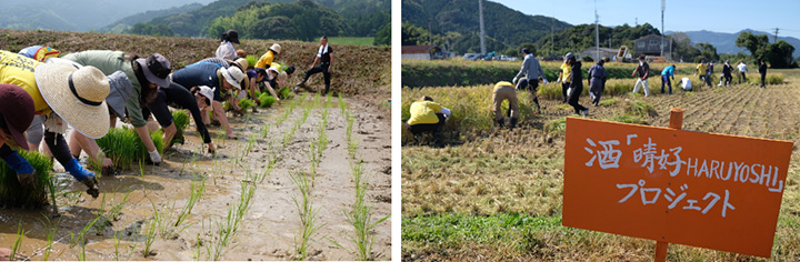 糸島の米農家と連携し田植え、稲刈りにも参加