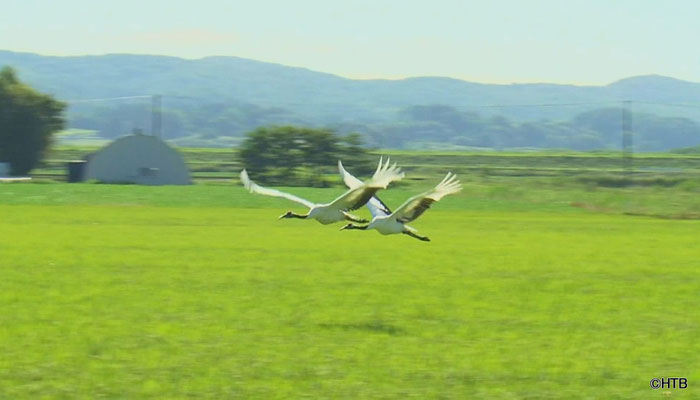 「たづ鳴きの里～タンチョウを呼ぶ農民たちの1500日～」農業ジャーナリスト賞受賞　HTB