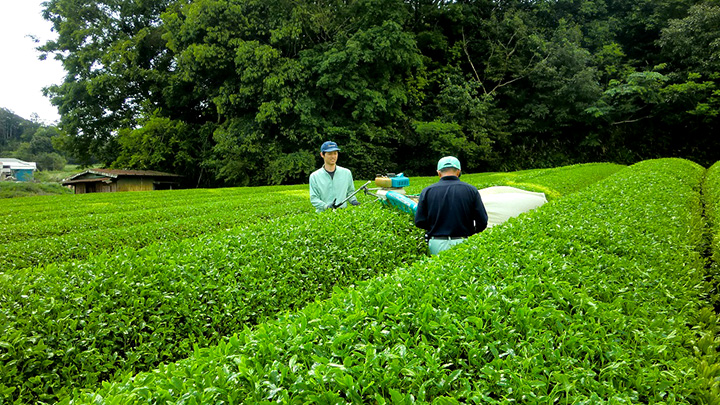 有機栽培茶園の新茶摘採