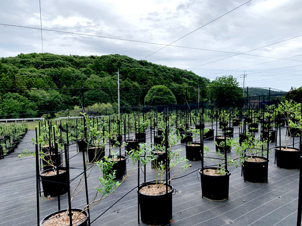 鉢植えでおいしさへのこだわり栽培