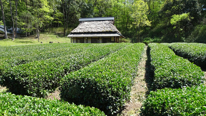 ぎふ清流里山公園の茶畑