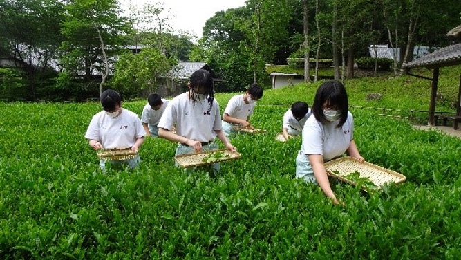 加茂農林高校生徒による茶摘み体験