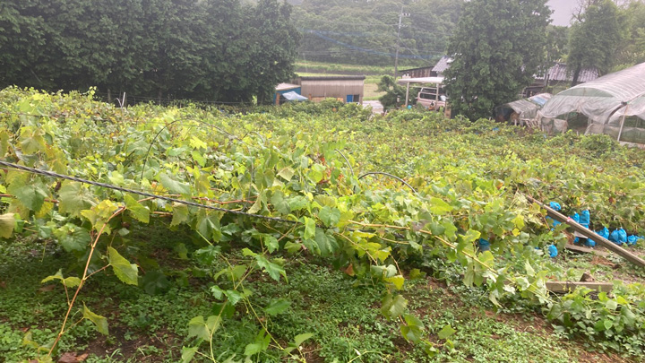 被害にあった「信州高原 やさいの気持ち」の夏ネギのほ場（長野県飯田市）