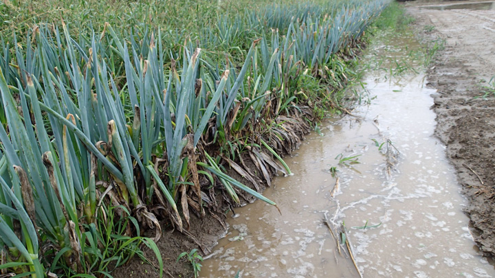 被害にあった「信州高原 やさいの気持ち」の夏ネギのほ場（長野県飯田市）