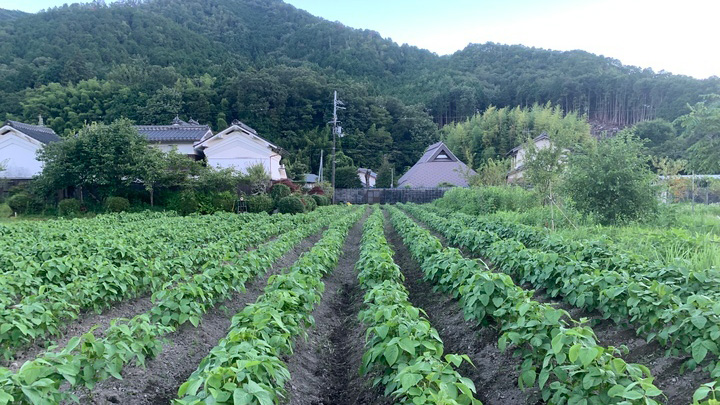 丹波篠山の黒豆畑