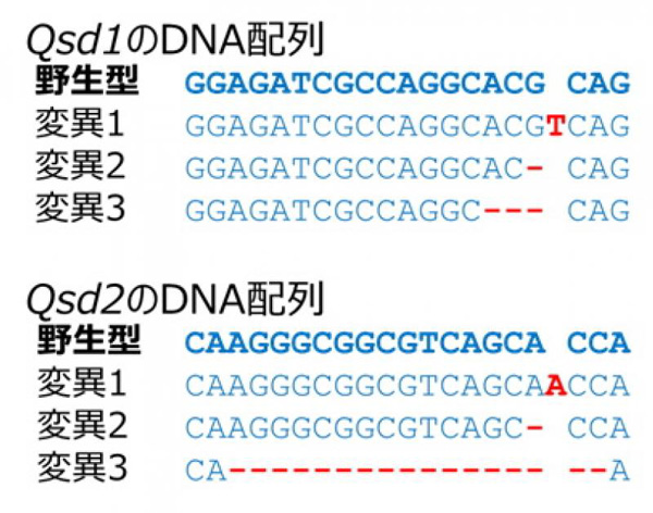 ゲノム編集技術によりQsd1およびQsd2に導入された変異の種類の例