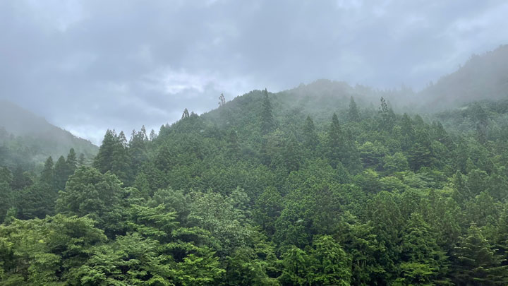岐阜県の白川流域の森林