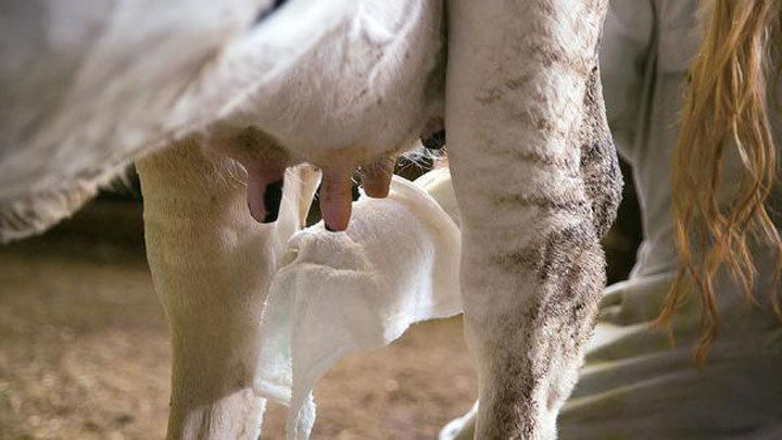 今年で36回目　牛乳産地へ「タオルを贈る運動」実施　パルシステム