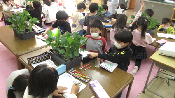 食育プロジェクトで小松菜を観察する子どもたち