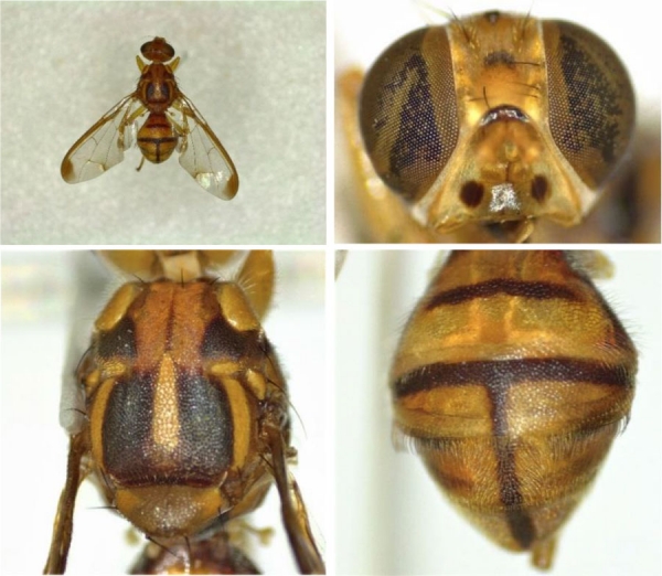 図1：セグロウリミバエの成虫（左上）・図2：頭部（右上）・図3：胸背部（左下）・図4：腹部（右下）（提供：沖縄県病害虫防除技術センター）