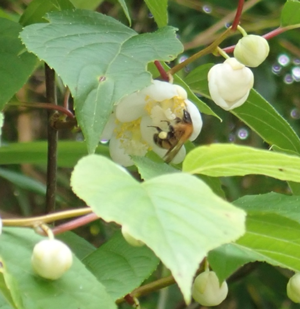 図2：マタタビの雌花を訪花するトラマルハナバチ。後脚に集められた花粉が着いている