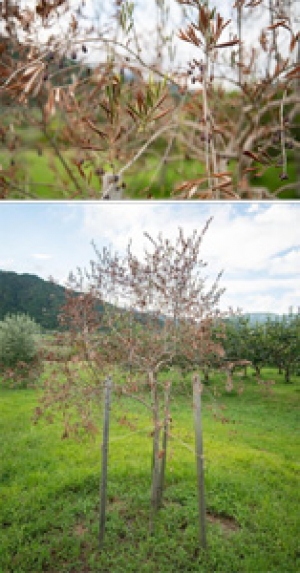 写真1：発病樹の 葉枯れ（上）と枯死（下）（提供：滋賀県病害虫防除所）のサムネイル画像