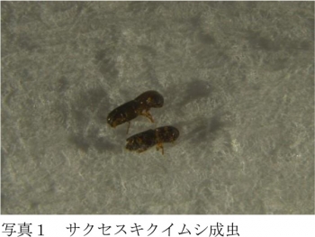 写真1：サクセスキクイムシ成虫（提供：福島県病害虫防除所）