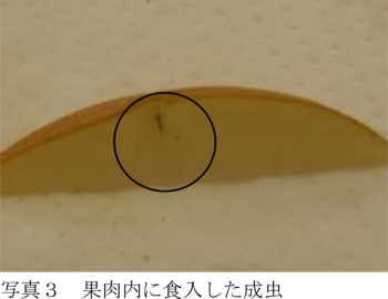 【特殊報】ナシ果実にサクセスキクイムシによる被害　県内で初めて確認　福島県-2_3.jpg