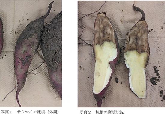 サツマイモ塊根（外観）と塊根の腐敗状況（提供：福島県病害虫防除所）