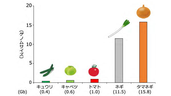 図1：野菜品目におけるゲノムサイズの違い