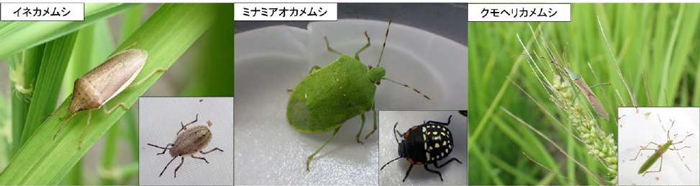 写真1：予察灯での誘殺が多い大型斑点米カメムシ類（各写真の右下は幼虫）（提供：兵庫県病害虫防除所）