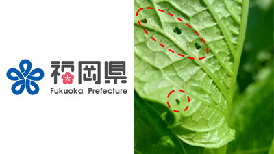 【特殊報】ホオズキにタバコノミハムシ　県内で初めて確認　福岡県s.jpg