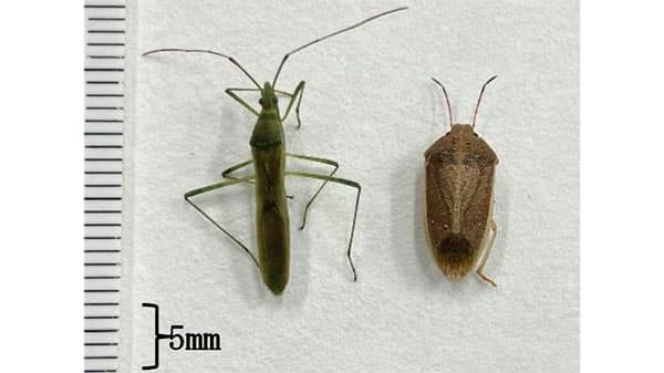 大型斑点米カメムシ類クモヘリカメムシ成虫（左）とイネカメムシ成虫（提供：千葉県農林総合研究センター）