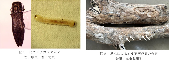 図1：ミカンナガタマムシの成虫（左）と幼虫　図2：幼虫による樹皮下形成層の食害。矢印は成虫脱出孔（提供：神奈川県農業技術センター）