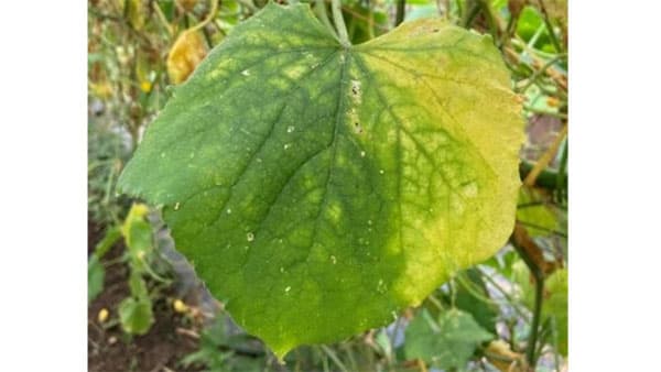 写真1：葉の一部の黄化症状（提供：福島県病害虫防除所）