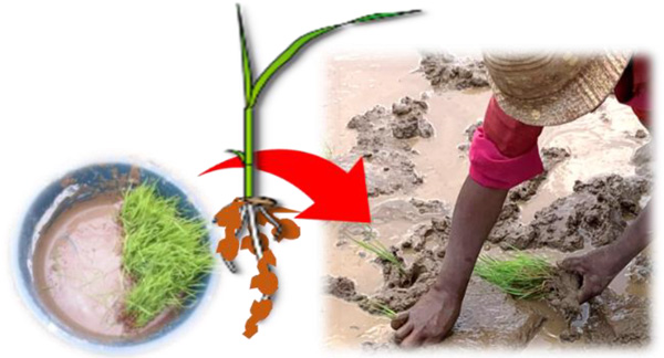 P-dipping少量のリン肥料を混ぜた泥を苗の根に付着させてからイネを移植する簡易手法