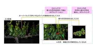 実圃場でワインブドウの花を高精度にカウンティング　AI開発に成功　静岡大学