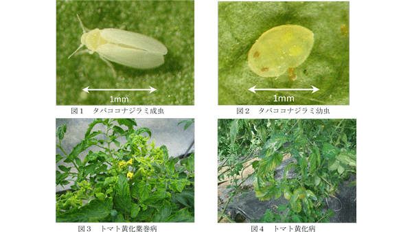 【注意報】トマト、なすにコナジラミ類　県北部で多発のおそれ　徳島県-2_2.gif